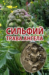Обложка книги Сильфий - трава ангела